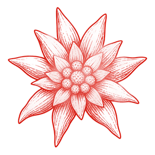 Stylized edelweiss flower illustration in red line art.