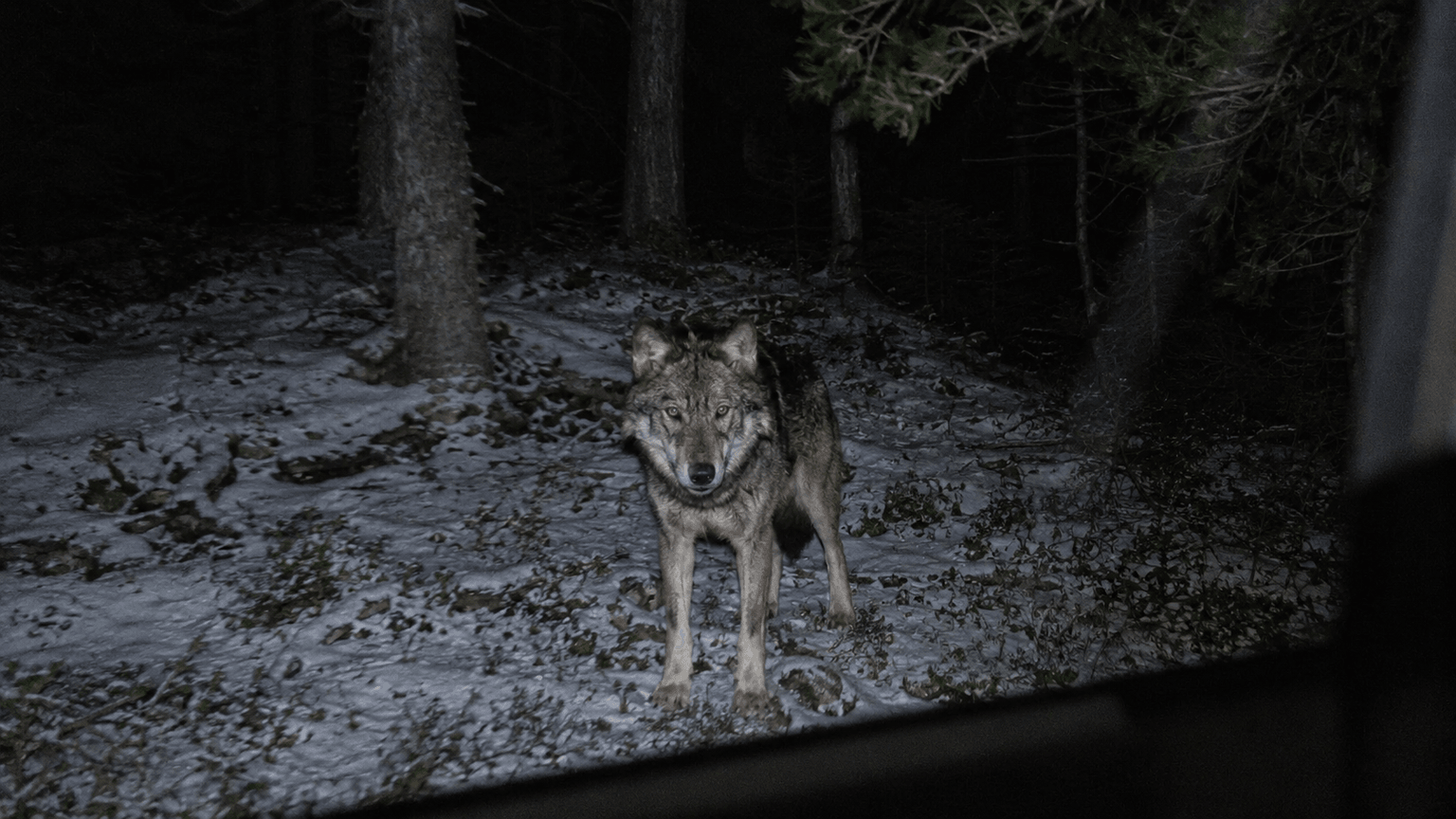 AI-generated wolf in a dark forest, seen from the car window